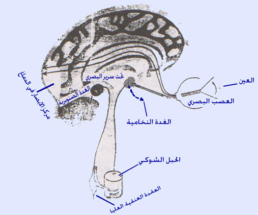 ���� �� ������ ����� ��� ����� ���������