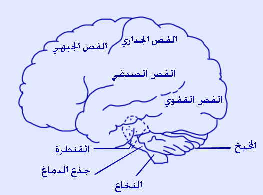 ���� ������