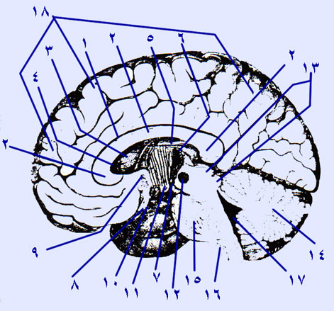 ���� ����� ���� ����