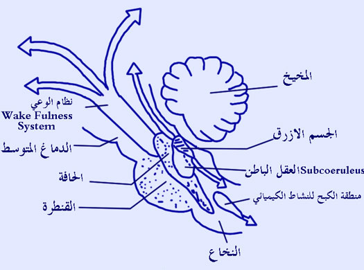 ���� ���� ����� ����� ������ �������