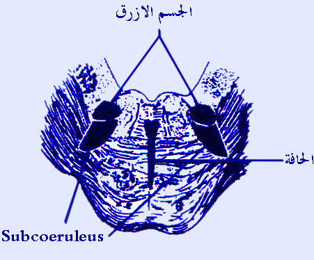 ���� �� ��� ������